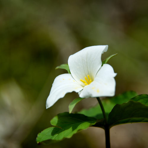 trillium