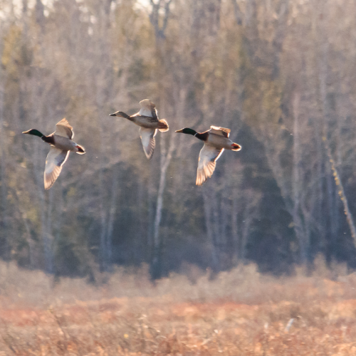 Evening Flight