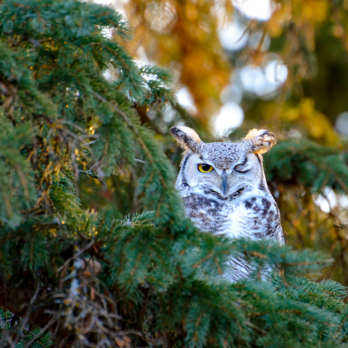 Winkin' Owl