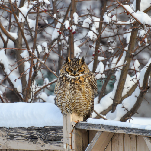 Neighbourhood Watch