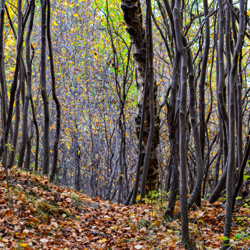 A Path So Tangled