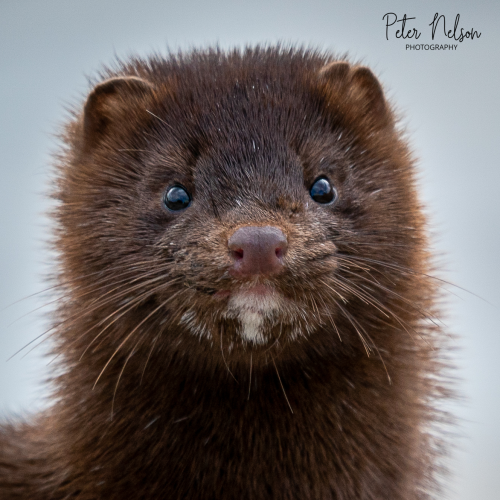 Mink
