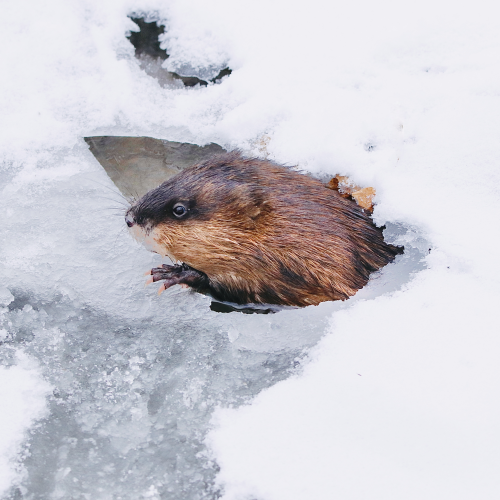 Muskrat 