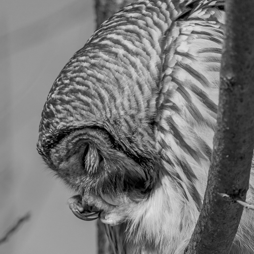 Barred Owl