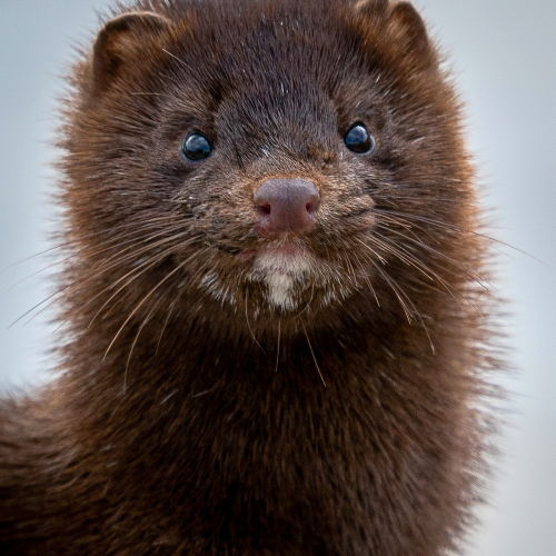Mink