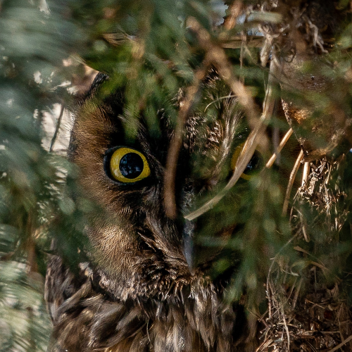 Long eared owl
