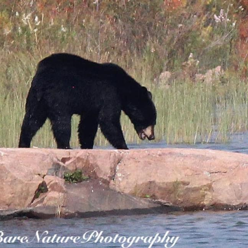 Georgian Bay Black Bear