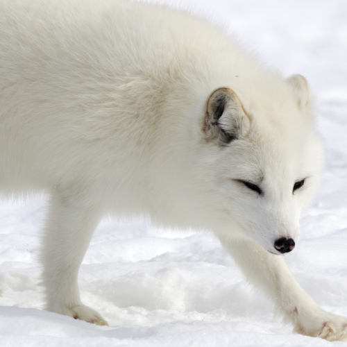 Artic FOX
