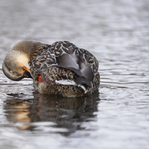 Cold reflection