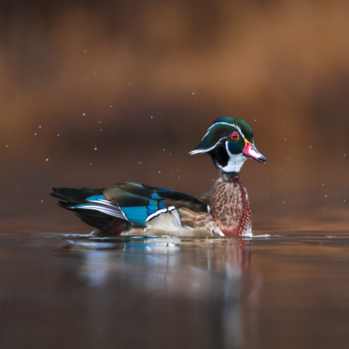 The Wood Duck 