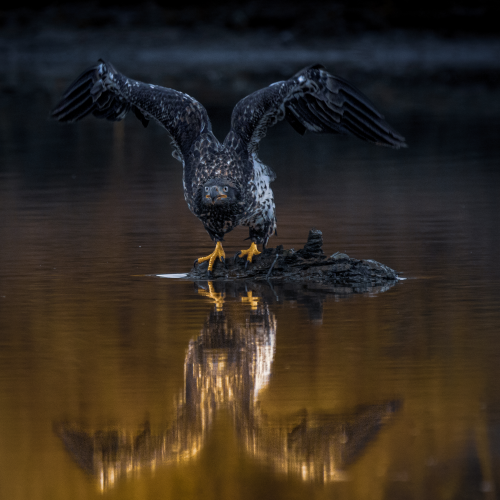 lift off