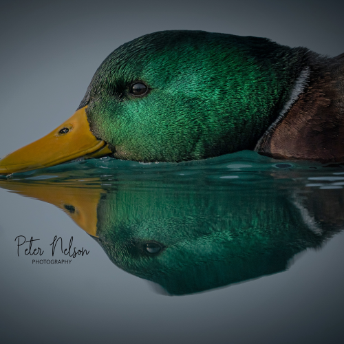 Mallard skimming the surface