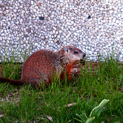 La Marmotte
