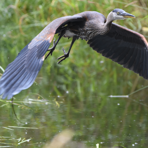 Heron Takeoff