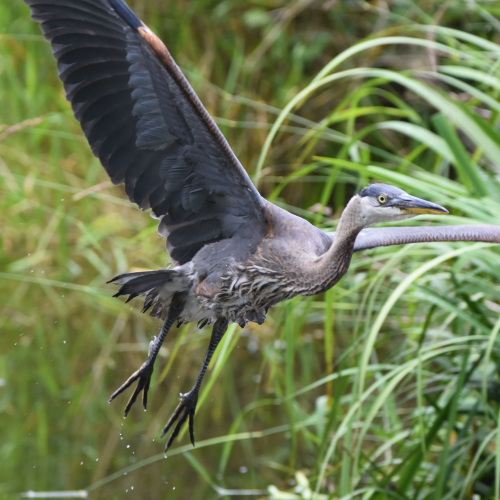 Heron flying