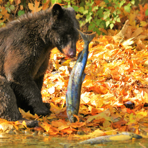 Black Bear Playing With Salmon