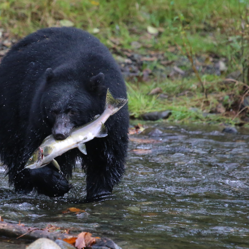Great Salmon Catch