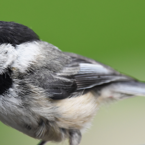Black Capped Chickadee