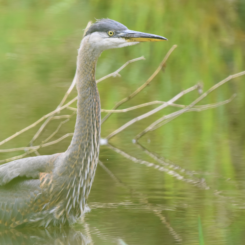 Great Blue Heron in a Pond
