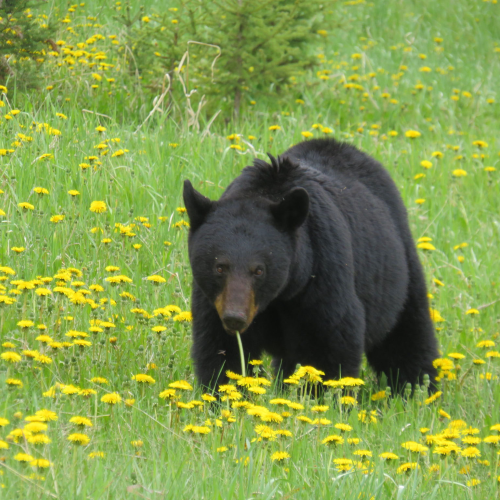 Foraging