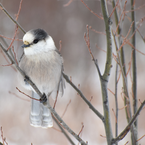 Canadian Jay (Whiskey Jack)