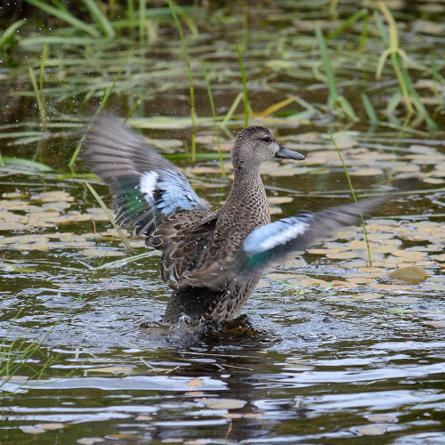 Blue-winged Teals