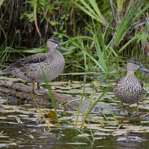 Blue-winged Teals