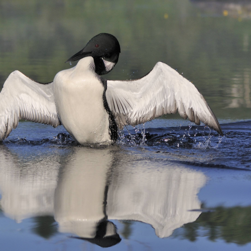 Loon Dance