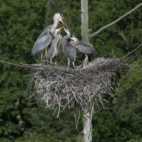 Heron Feeding Frenzy