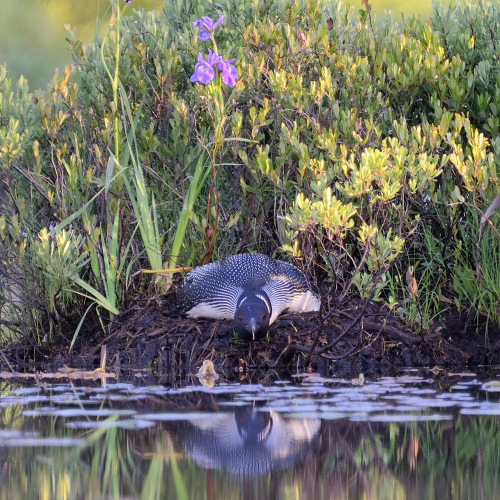 Loon on nest