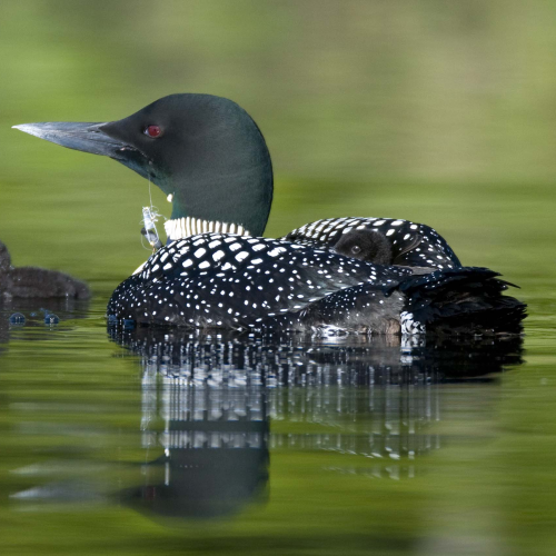 Loon with fishing hook