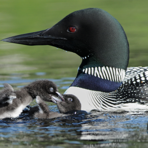 Loon babies fighting