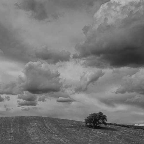 The Solitary Tree