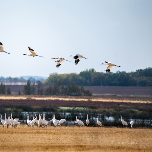 Whooping Cranes in the Wild 