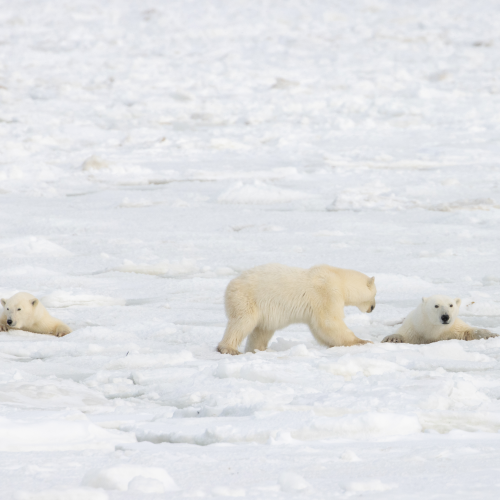 Testing the ice