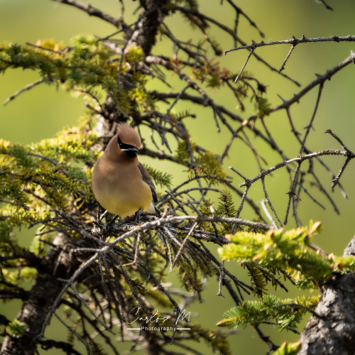Cedar Waxwing