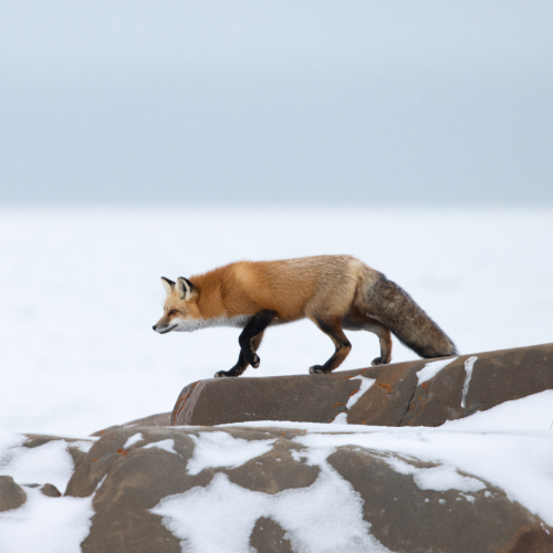 Red fox quietly approaching