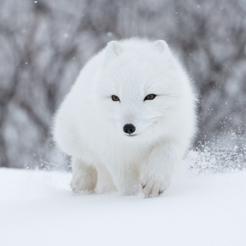 Arctic fox trotting