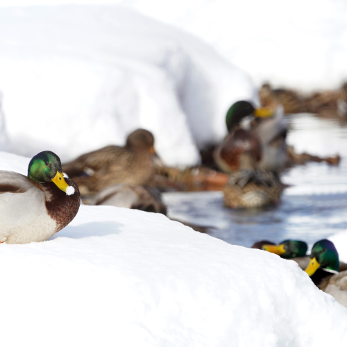 Duck's Club Med