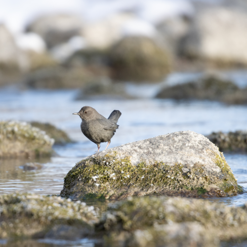American dipper