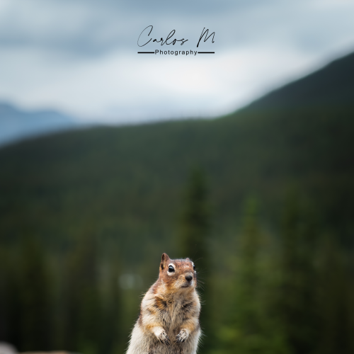 Chipmunk!!!