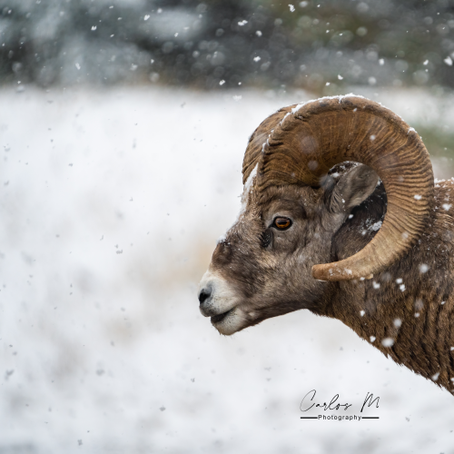 Big Horn Sheep 