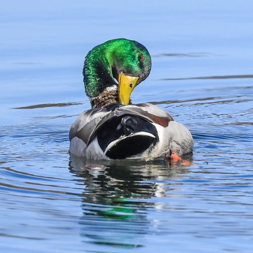 Forever Preening