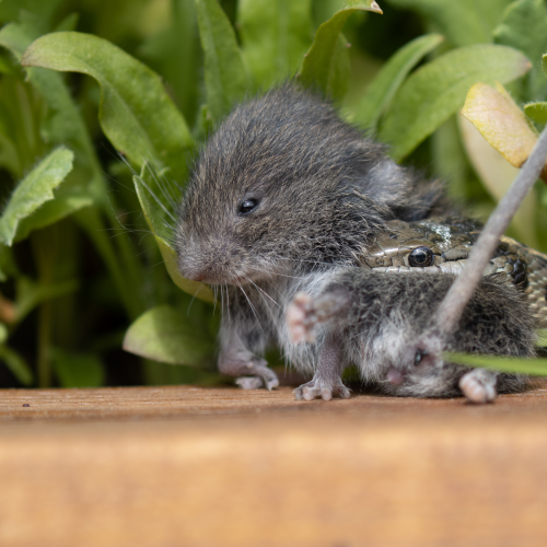 Snake vs Vole