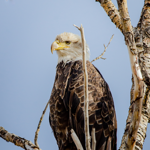 The Regal Eagle