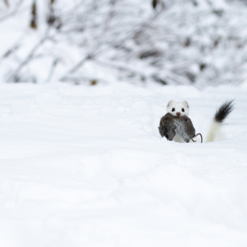 Weasel vs Vole