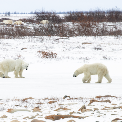 A meeting of polar bears