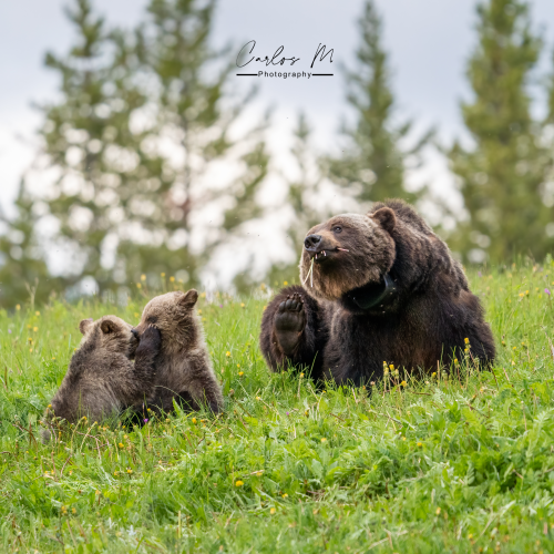 The migthy mama bear 104