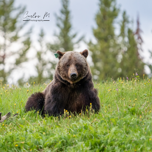 The migthy mama bear 104