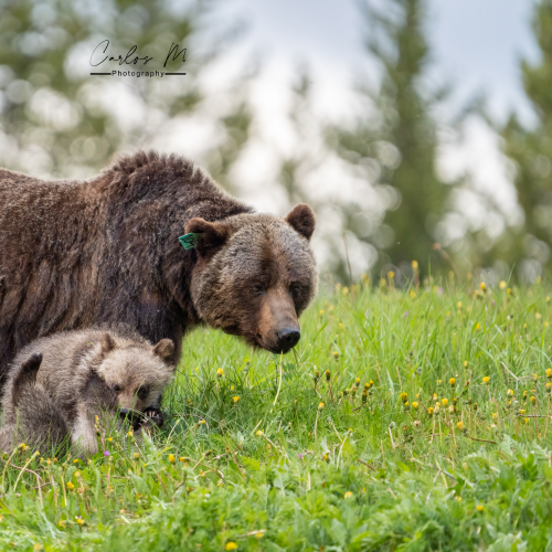 The migthy mama bear 104